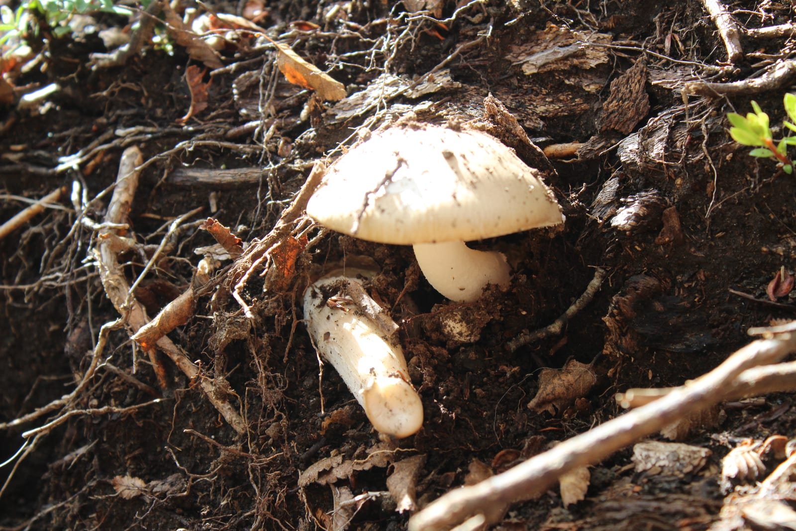 Hongos blancos creciendo entre raíces y hojarasca del suelo del bosque.